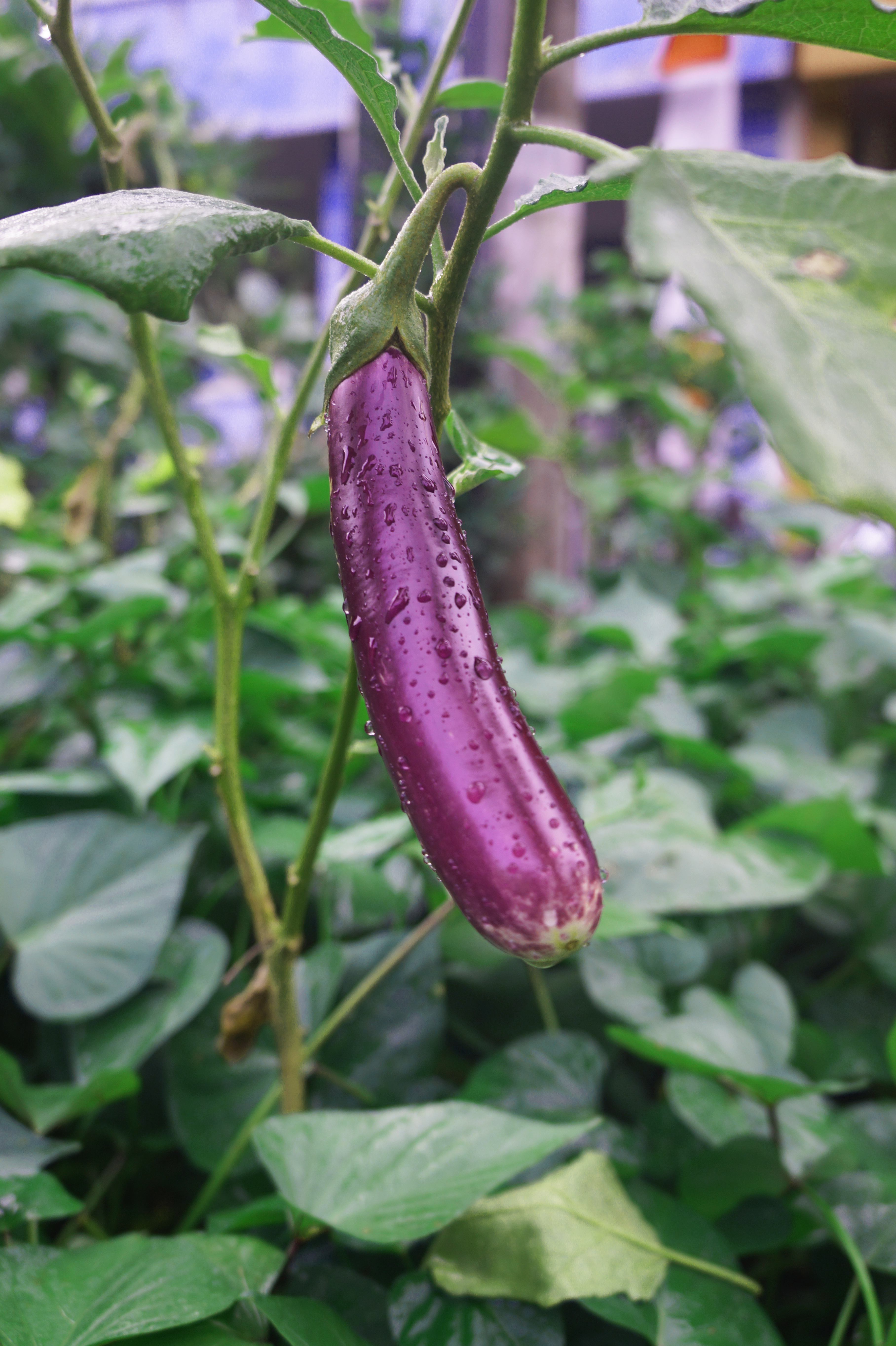 Eggplant