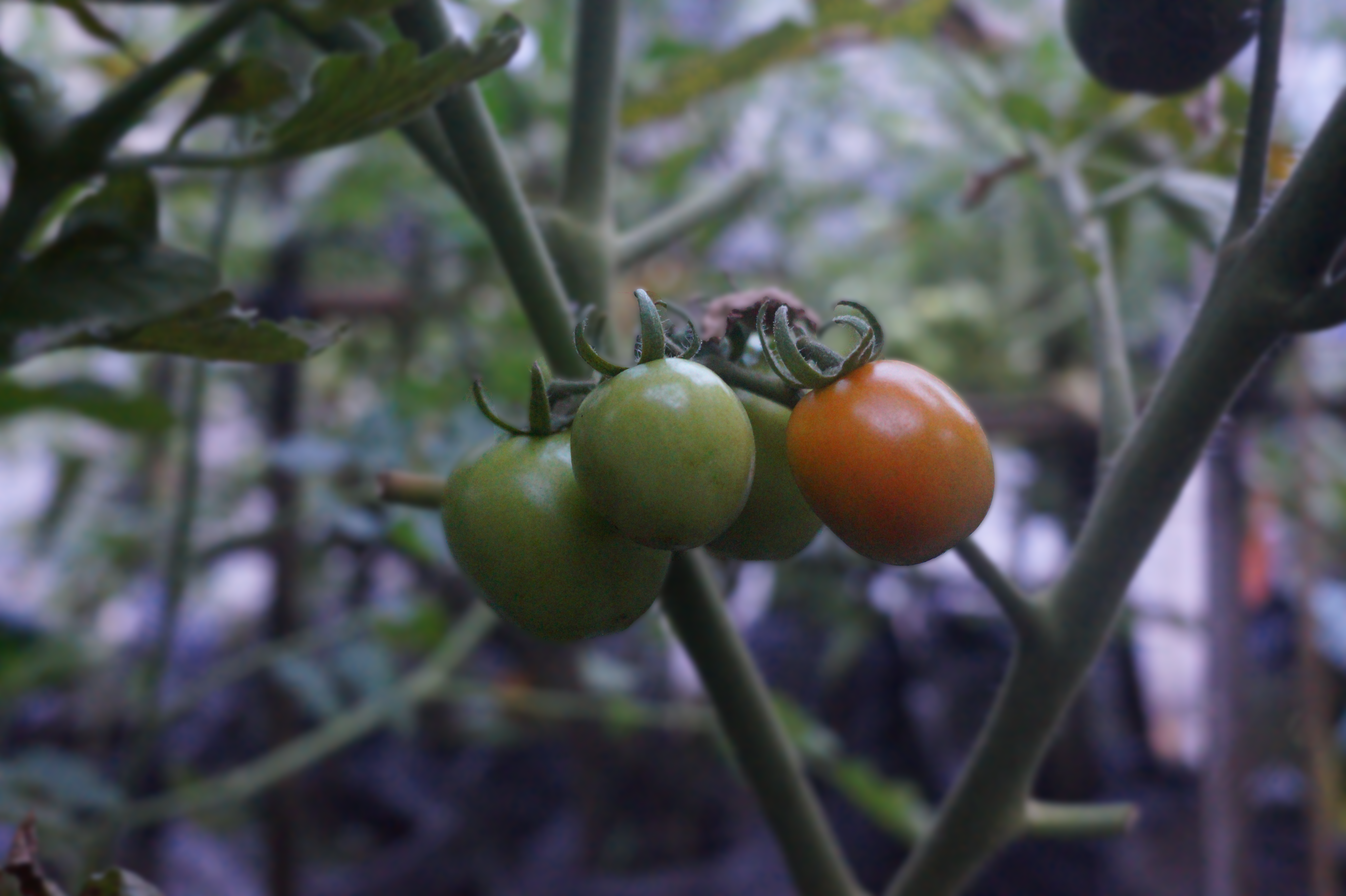 Tomato